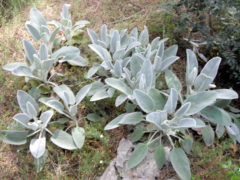Phlomis crinita en fleurs dans les garrigues arides du sud de l'Espagne